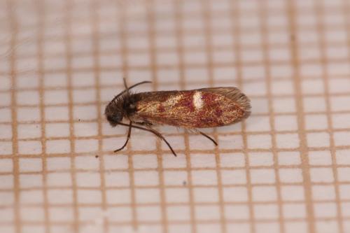 Heringocrania unimaculella